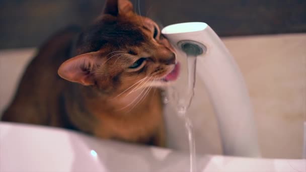 Abyssinian Cute Cat Drinking Water Slow Motion Beautiful Abyssinian Cat — 图库视频影像