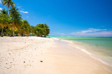 Kumsalda hindistan cevizi ağaçları. Güzel cennet adası, yaz ruhu.