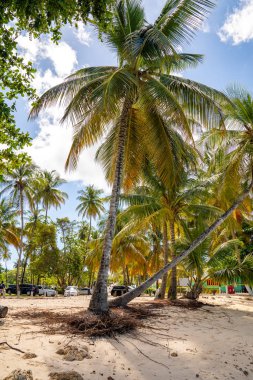 Kumsalda hindistan cevizi ağaçları. Güzel cennet adası, yaz ruhu.