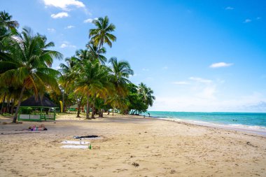 Kumsalda hindistan cevizi ağaçları. Güzel cennet adası, yaz ruhu.