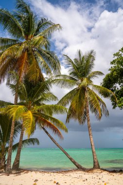 Tobago 'nun güzel uzak adası. Boş kumsallar, palmiye ağaçları, güneşli hava. Gerçek cennet adası. Yaz titreşimleri. 