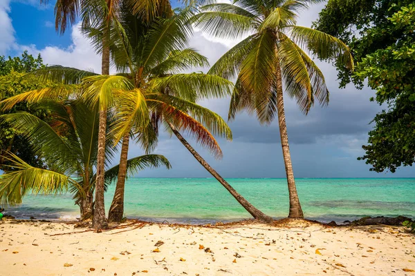 Beautiful remote island of Tobago. Empty wild beaches, palm trees, sunny weather. Real paradise island. Summer vibes.