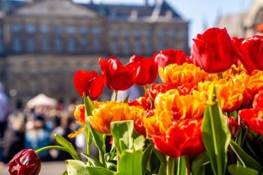 Renkli lale grubu. Yaz boyunca Amsterdam 'da yeşil bitkiler, çiçekler ve dar sokaklar ile güzel bir doğa. Yumuşak seçici odak, lale yakın görünüm.