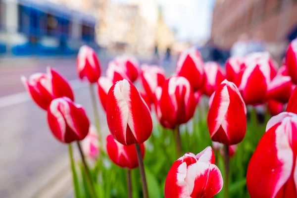 Egy Csoport Színes Tulipán Gyönyörű Természet Amszterdam Város Nyáron Zöld — Stock Fotó