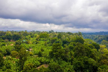 Kilimanjaro Dağı yakınlarındaki Ulusal Park Ormanı, Tanzanya Dağ nehirleri ve tropikal ormanlar.