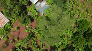 Tanzanya 'daki Kilimanjaro Dağı' nın hava manzarası. Ormanın ortasında duran kocaman bir dağ. Güzel manzara.