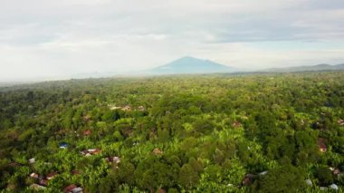 Tanzanya Mangrove ormanları, ağaçlar, nehir ve mangrov ormanlarının havadan görünüşü. Dağ 'ın yakınında. Kilimanjaro.