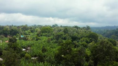 Tanzanya Mangrove ormanları, ağaçlar, nehir ve mangrov ormanlarının havadan görünüşü. Dağ 'ın yakınında. Kilimanjaro.