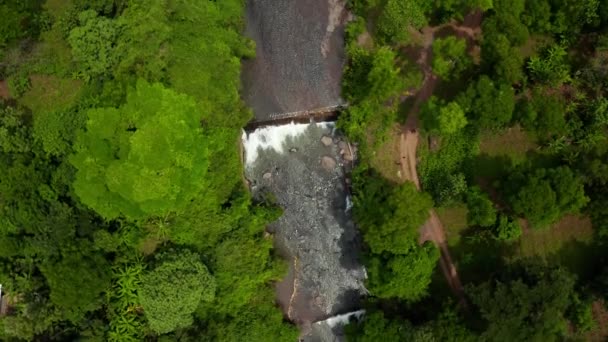 Flygfoto Mangrove Skog Och Flod Tanzania Mangrove Djungler Träd Flod — Stockvideo