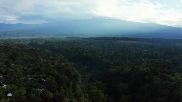 Aerial View Mangrove Forest River Tanzania Mangrove Jungles Trees River — Stock Video