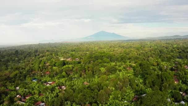 Vista Aérea Del Bosque Manglares Río Tanzania Selvas Manglares Árboles — Vídeo de stock