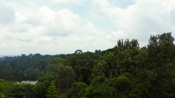 Vista Aérea Floresta Manguezais Rio Tanzânia Selvas Manguezais Árvores Rio — Vídeo de Stock