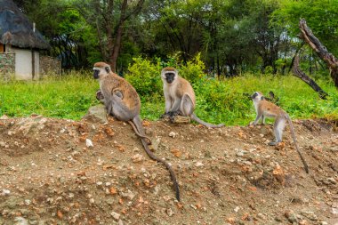 Vervet Maymunu (Bilimsel adı: cercopthecus aethiops, veya Swaheli 'de Tumbiili), Tanzanya' daki Manyara Gölü Milli Parkı 'nda bulunur.