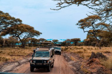 Çatı 4x4 safari cipleri Tanzanya 'da Afrika vahşi yaşam safarisinde.