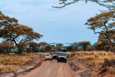 Çatı 4x4 safari cipleri Tanzanya 'da Afrika vahşi yaşam safarisinde.