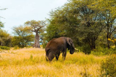 Savanadaki filler. Afrika. Kenya. Tanzanya 'da. Serengeti. Maasai Mara.