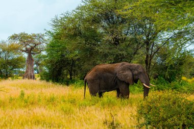 Savanadaki filler. Afrika. Kenya. Tanzanya 'da. Serengeti. Maasai Mara.