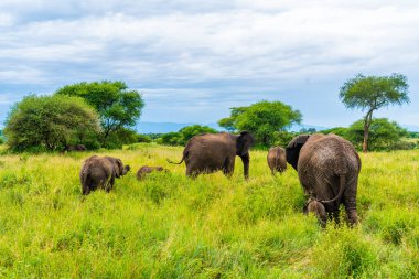 Savanadaki filler. Afrika. Kenya. Tanzanya 'da. Serengeti. Maasai Mara.