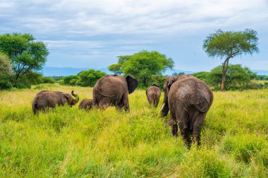 Savanadaki filler. Afrika. Kenya. Tanzanya 'da. Serengeti. Maasai Mara.