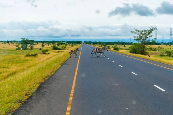 Turuncu Toprak Yoldan Geçen Zebra Sürüsüyle Savana Manzarası Çok Güzel — Stok fotoğraf