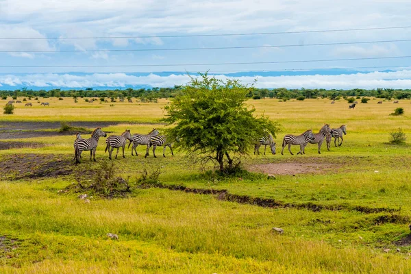 Turuncu Toprak Yoldan Geçen Zebra Sürüsüyle Savana Manzarası Çok Güzel — Stok fotoğraf