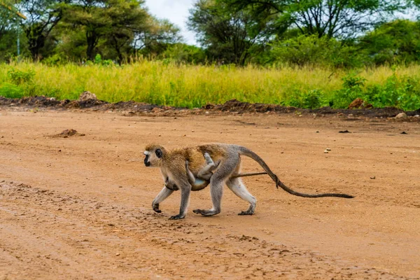 Vervet Monkey Baby Scercopthecus Aethiops Tarangire Nationaal Park Tanzania — Stockfoto