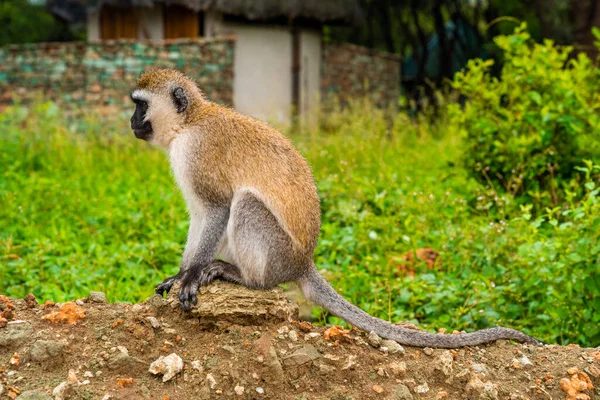 Vervet Monkey Nome Científico Cercopthecus Aethiops Tumbiili Swaheli Parque Nacional — Fotografia de Stock