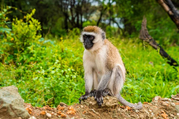 Vervet Monkey Nome Científico Cercopthecus Aethiops Tumbiili Swaheli Parque Nacional — Fotografia de Stock