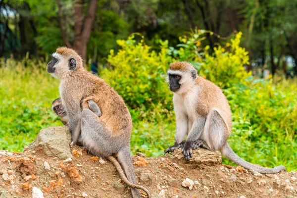 Vervet Monkey Nome Científico Cercopthecus Aethiops Tumbiili Swaheli Parque Nacional — Fotografia de Stock