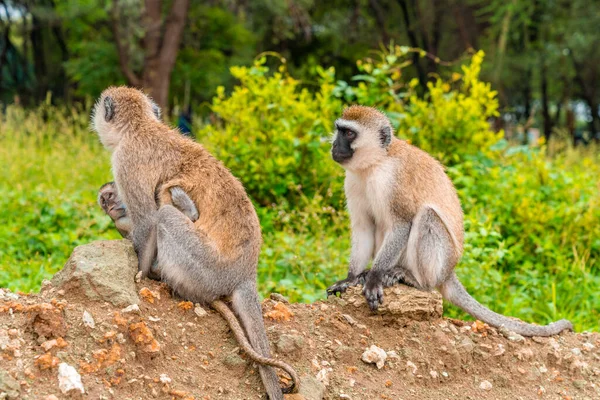 Vervet Monkey Nome Científico Cercopthecus Aethiops Tumbiili Swaheli Parque Nacional — Fotografia de Stock