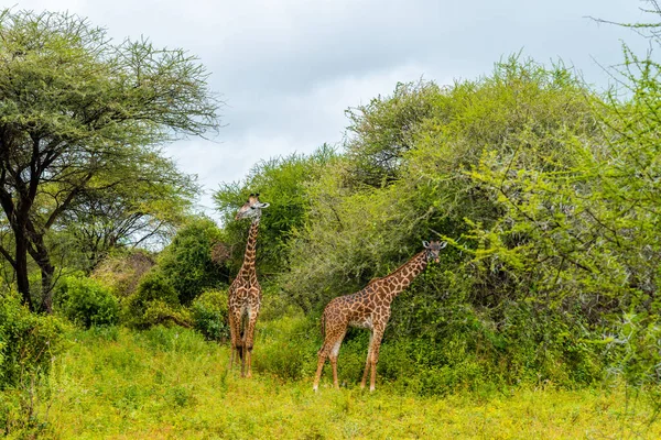 Afrika Savanasında Vahşi Zürafalar Tanzanya Serengeti Ulusal Parkı — Stok fotoğraf