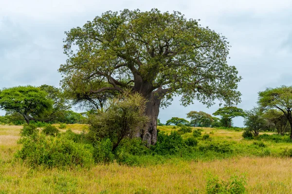 Zöld Fák Afrikában Esős Évszak Után Afrikai Táj — Stock Fotó