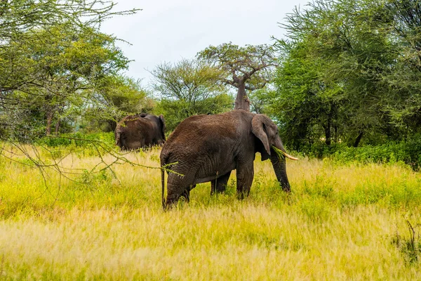 Savanadaki Filler Afrika Kenya Tanzanya Serengeti Maasai Mara — Stok fotoğraf