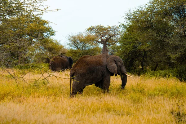 Savanadaki Filler Afrika Kenya Tanzanya Serengeti Maasai Mara — Stok fotoğraf