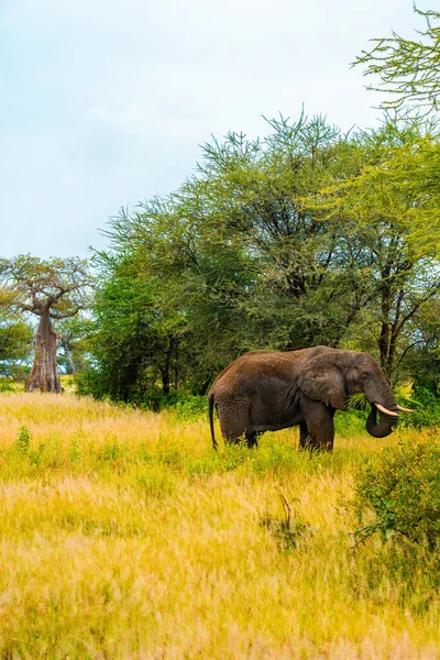 Savanadaki Filler Afrika Kenya Tanzanya Serengeti Maasai Mara — Stok fotoğraf