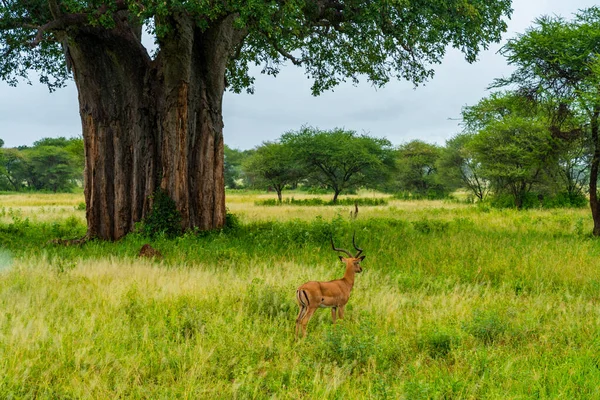 Manada Impalas Prados Parque Nacional Serengeti Antelope Impala Africano Arusha — Fotografia de Stock