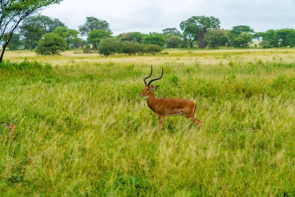 Manada Impalas Prados Parque Nacional Serengeti Antelope Impala Africano Arusha — Fotografia de Stock