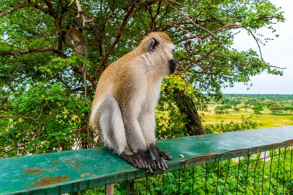 Macaco Sentado Uma Cerca Parque Nacional Tarangire Tanzânia África — Fotografia de Stock