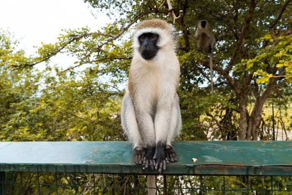 Macaco Sentado Uma Cerca Parque Nacional Tarangire Tanzânia África — Fotografia de Stock