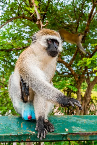 Macaco Sentado Uma Cerca Parque Nacional Tarangire Tanzânia África — Fotografia de Stock