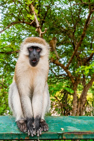 Macaco Sentado Uma Cerca Parque Nacional Tarangire Tanzânia África — Fotografia de Stock