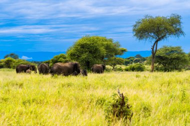 Savanadaki filler. Afrika. Kenya. Tanzanya 'da. Serengeti. Maasai Mara.