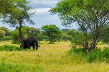 Savanadaki filler. Afrika. Kenya. Tanzanya 'da. Serengeti. Maasai Mara.