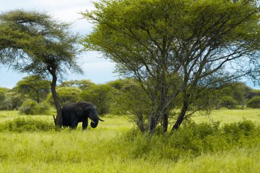 Afrika savanındaki fil.