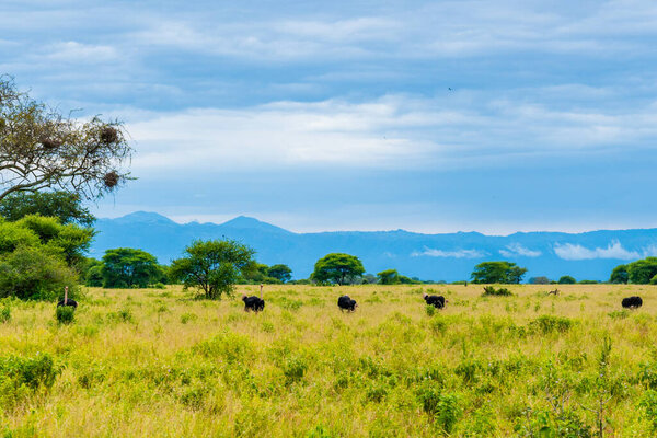 The ostrich family runs through the savanna of Tanzania
