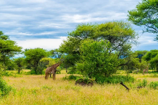 Afrika Savanasında Vahşi Zürafalar Tanzanya Serengeti Ulusal Parkı — Stok fotoğraf