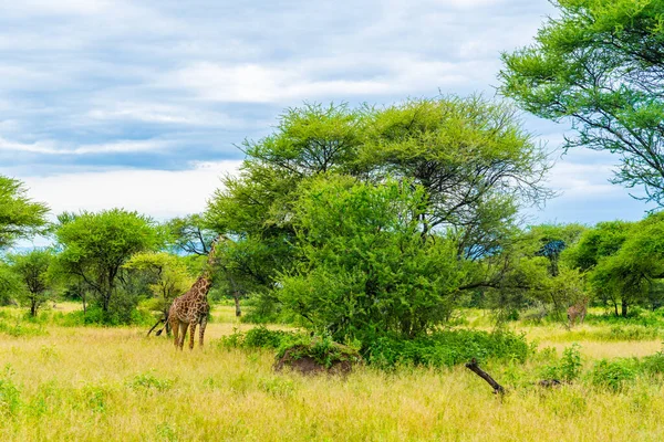 Afrika Savanasında Vahşi Zürafalar Tanzanya Serengeti Ulusal Parkı — Stok fotoğraf