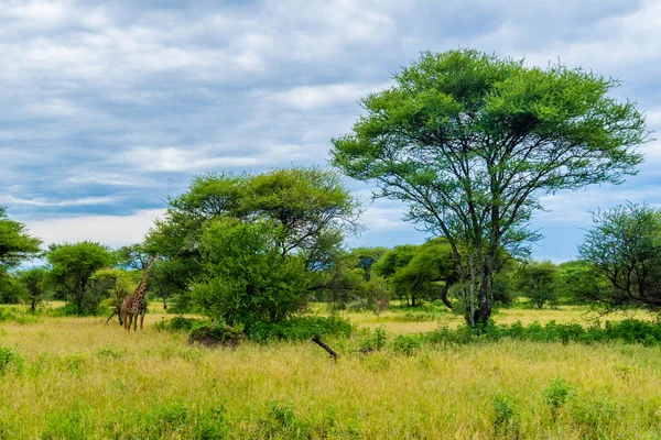 Vad Zsiráfok Afrikai Szavannában Tanzánia Nemzeti Park Serengeti — Stock Fotó
