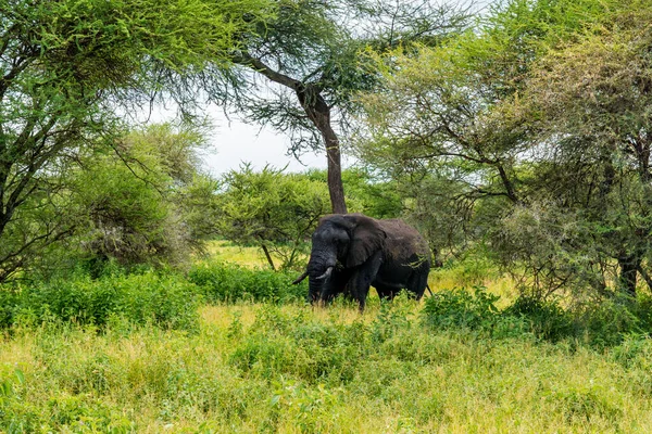 Слоны Саванне Африка Кения Танзания Сережа Масаи Мара — стоковое фото