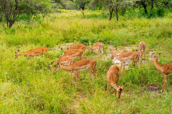 Herde Von Impalas Auf Den Wiesen Des Serengeti Nationalparks Afrikanische — Stockfoto